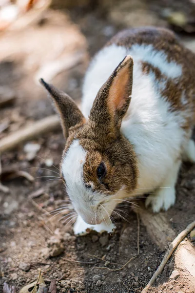 Konijn wit in natuurlijke — Stockfoto