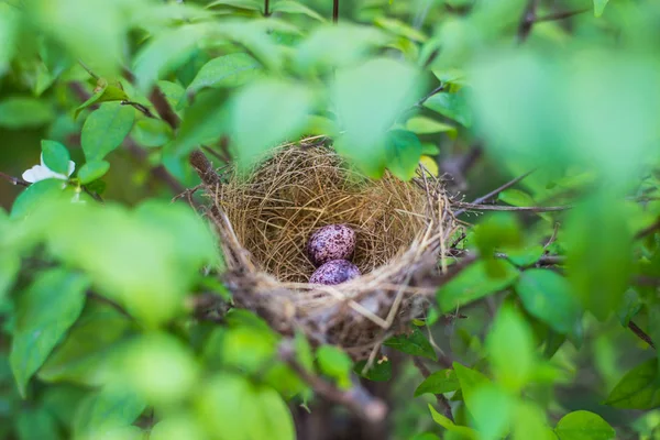 Les oiseaux nichent des œufs d'oiseaux sur l'arbre — Photo