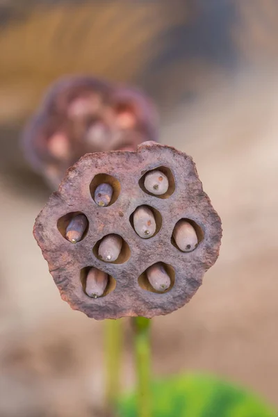 Loto seco, flor de loto, hoja de loto . — Foto de Stock
