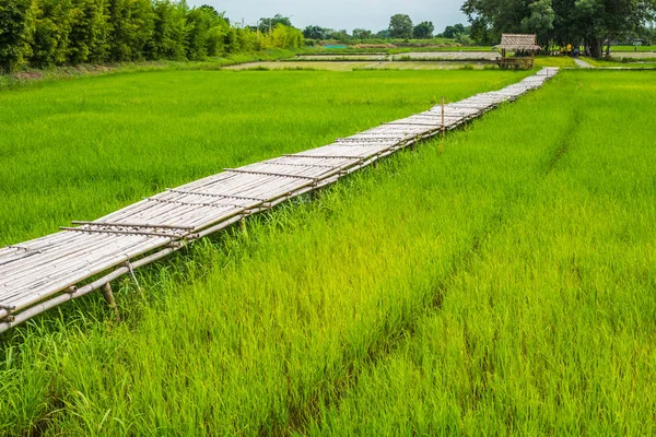대나무 다리 (Phukareang) Nakhonnayok에서 쌀 필드를 건너 — 스톡 사진