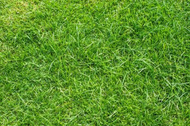 yeşil çim alan doku