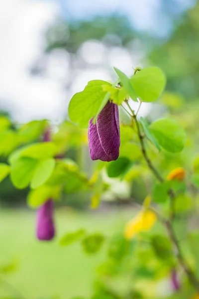 Yakın çekim Bauhinia acuminata çiçek — Stok fotoğraf