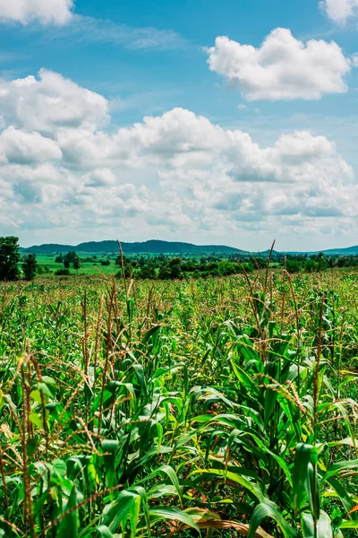 Medan jagung dengan latar belakang langit biru — Stok Foto