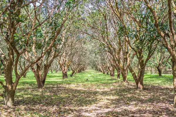 Perkebunan Pohon Mangga Nakhon Nayok Thailand — Stok Foto