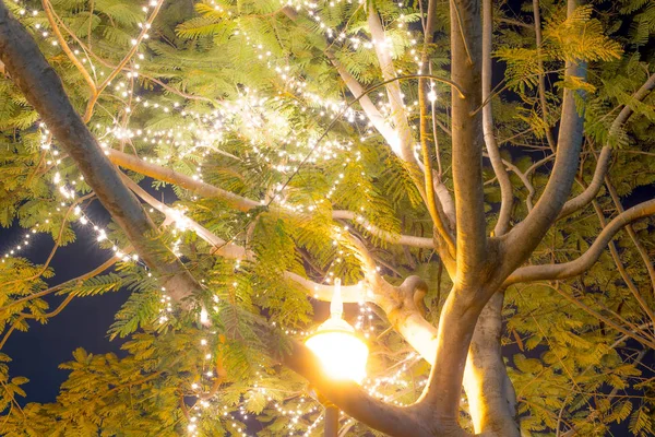 Лампочка Боке Украшенная Красивым Деревом — стоковое фото