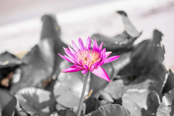 Beautiful red lotus with black & white background