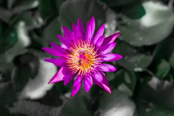 Vacker Röd Lotus Med Svart Vit Bakgrund — Stockfoto