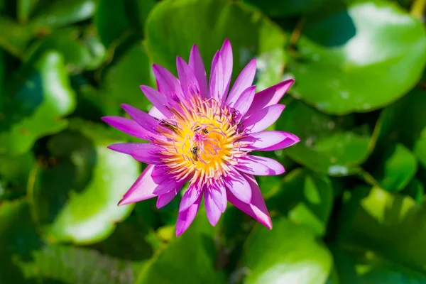 Beautiful red lotus with black & white background