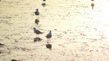 Martılar Bang Pu günbatımında ile plaj Samutprakarn, Tayland