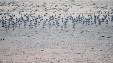 Martılar Bang Pu günbatımında ile plaj Samutprakarn, Tayland