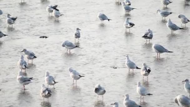 Gaivotas Com Pôr Sol Praia Bang Samutprakarn Tailândia — Vídeo de Stock