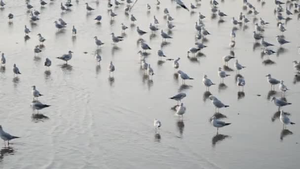 Gaivotas Com Pôr Sol Praia Bang Samutprakarn Tailândia — Vídeo de Stock