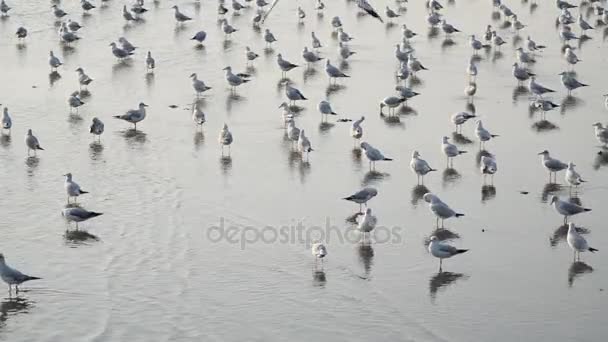 Gabbiani Con Tramonto Sulla Spiaggia Bang Samutprakarn Thailandia — Video Stock