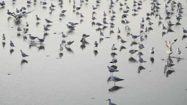 Gaviotas Con Puesta Sol Playa Bang Samutprakarn Tailandia — Vídeos de Stock