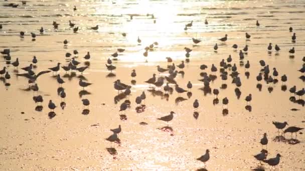 Meeuwen Met Zonsondergang Bang Strand Samutprakarn Thailand — Stockvideo