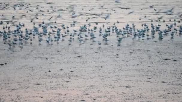 Gaivotas Com Pôr Sol Praia Bang Samutprakarn Tailândia — Vídeo de Stock