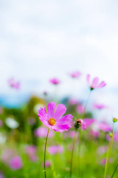Bunga Merah Muda Yang Indah Pada Latar Belakang Rumput Hijau Stok Foto