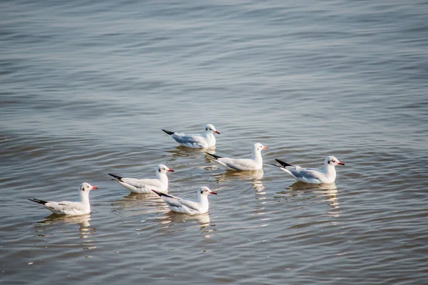 Mewy Zachodu Słońca Bang Plaża Samutprakarn Tajlandia — Zdjęcie stockowe