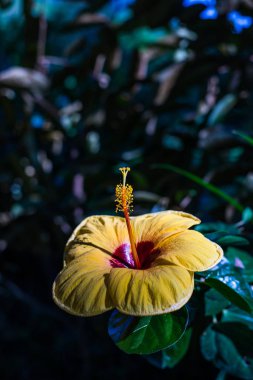 Hibiscus çiçek güzel doğa