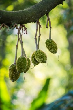 Durian ağaç, taze durian meyve ağacı üzerinde