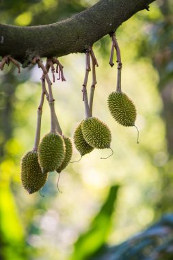 Durian ağaç, taze durian meyve ağacı üzerinde
