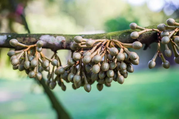 Piccolo Fiore Durian Frutto Durian Fresco Albero — Foto Stock