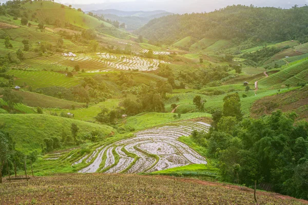 Visa Terrasserade Paddy Field Mae Jam Village Chaingmai Thailand — Stockfoto