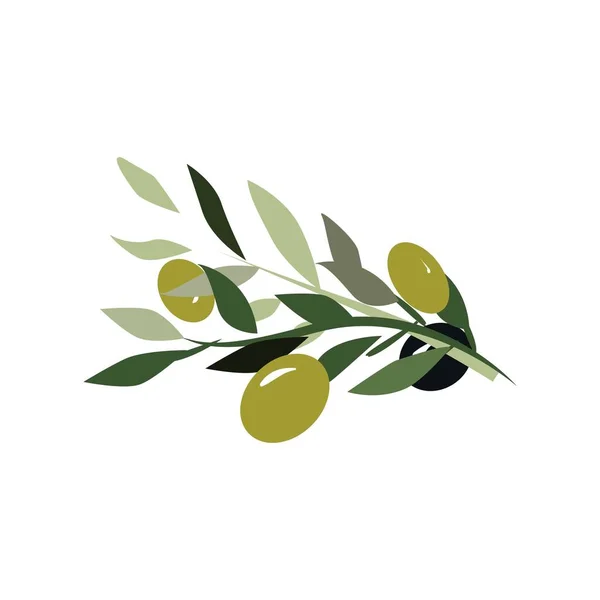 Olive digital vector illustration — Stock Vector