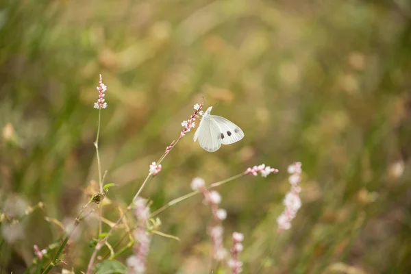 鲜花与蝴蝶 — 图库照片