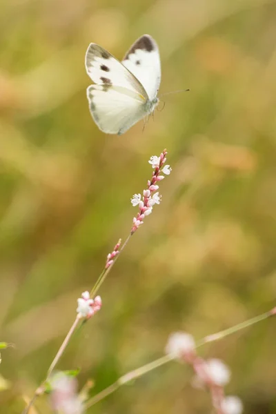 Flores com borboletas — Fotografia de Stock