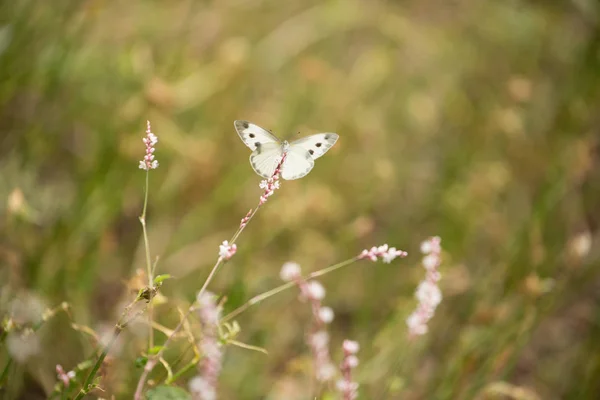 Fleurs aux papillons — Photo