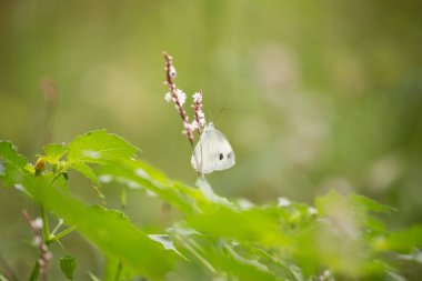 çiçeklerle kelebekler
