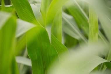 Yeşil Mısır arka plan yapraklar