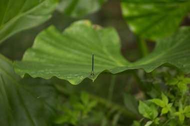 Yaprağın üzerinde yusufçuk