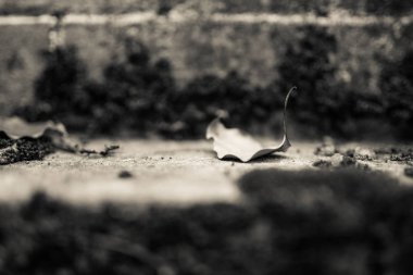 Sonbahar Yaprakları