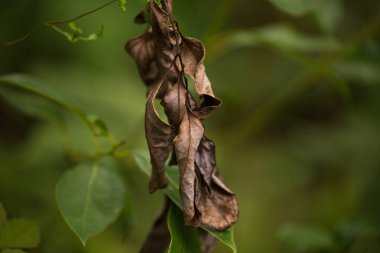 Sonbahar Yaprakları