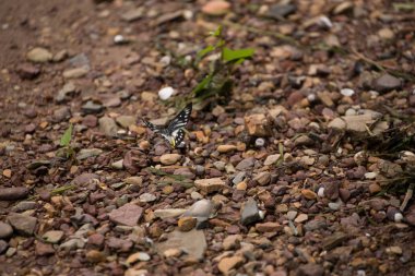 çiçeklerle kelebekler