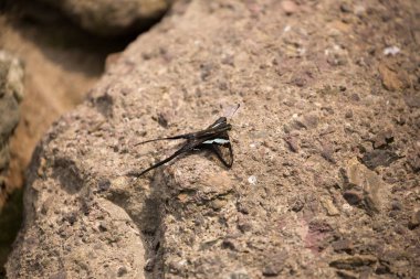 çiçeklerle kelebekler