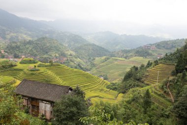 Longji pirinç terasları, guangxi Eyaleti, Çin