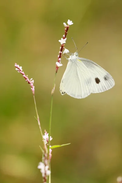 蝶と花 — ストック写真