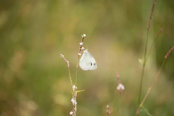 Flores con mariposas — Foto de Stock