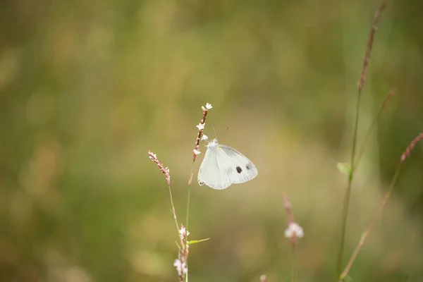 나비와 꽃 — 스톡 사진
