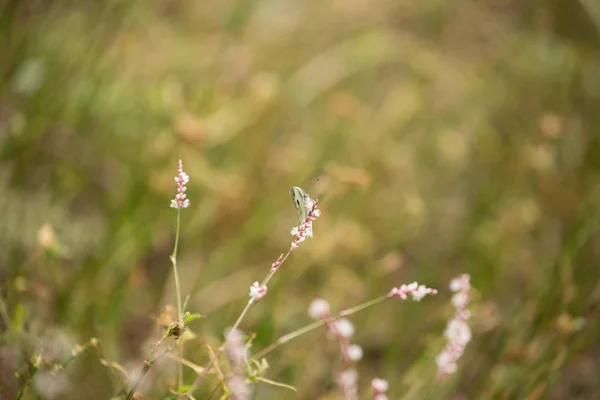 Flores com borboletas — Fotografia de Stock