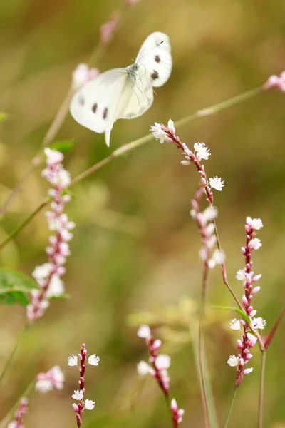 Flores com borboletas — Fotografia de Stock