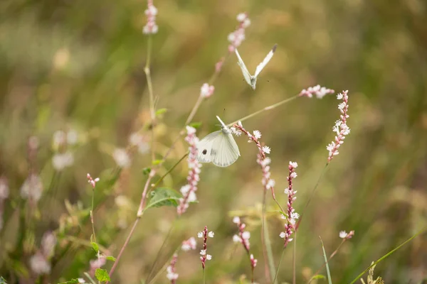 Fleurs aux papillons — Photo