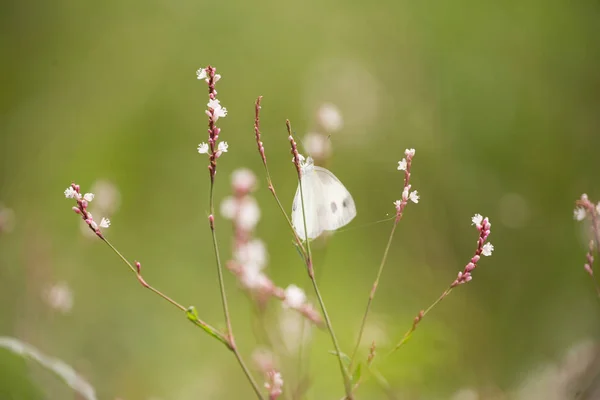Flores com borboletas — Fotografia de Stock
