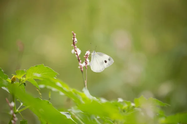 Fleurs aux papillons — Photo