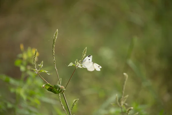 Kwiaty motyle — Zdjęcie stockowe
