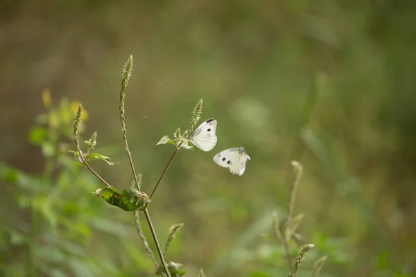 Flores con mariposas — Foto de Stock