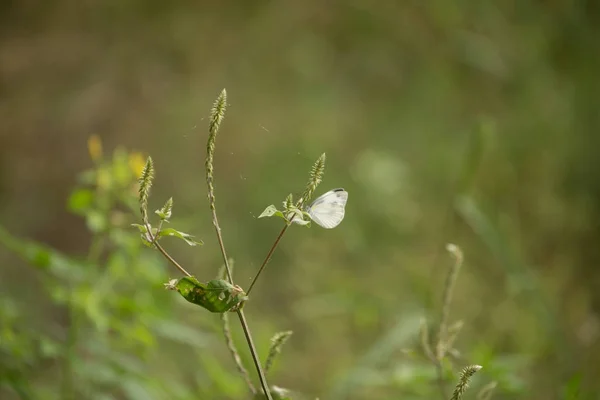 Цветы с бабочками — стоковое фото